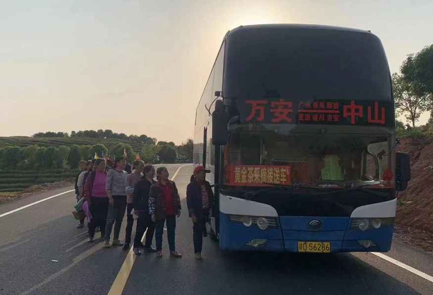 吉安CQ9电子_官网:开通采茶专线 助力茶农追光